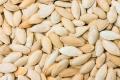 Roasted Pumpkin Seed 